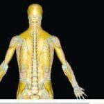 Brighton Sports and Wellness Centre Brighton Sports and Wellness Centre