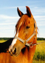 Mar-a-thon Stable Mar-a-thon Stable